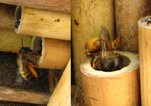 Réf. 181 338 : Osmia bicornis